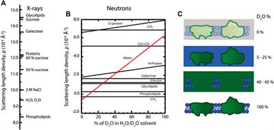 Small-Angle X-Ray and Neutron Scattering on Photosynthetic Membranes